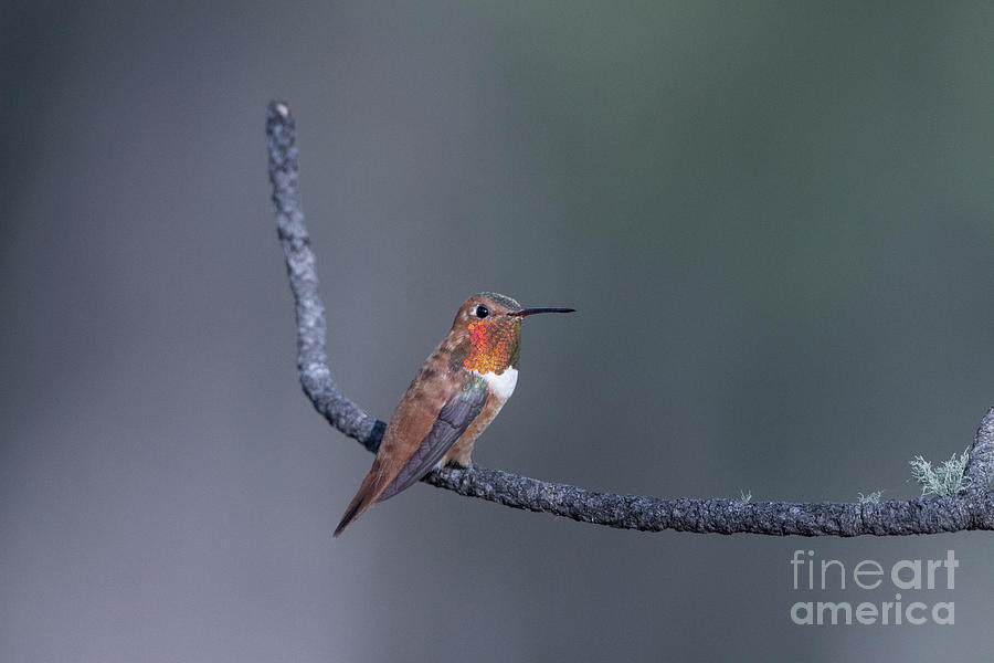Woods Canyon Rufous hummingbird Photograph by Ruth Jolly