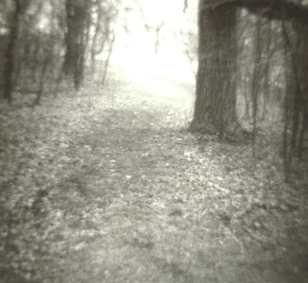 Landscape Photograph - Woods by Dale Shenefelt Landscape Photograph - Woods by Dale Shenefelt