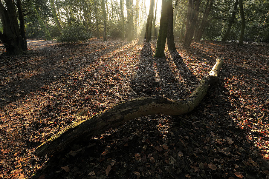 Woods Photograph by David Harding