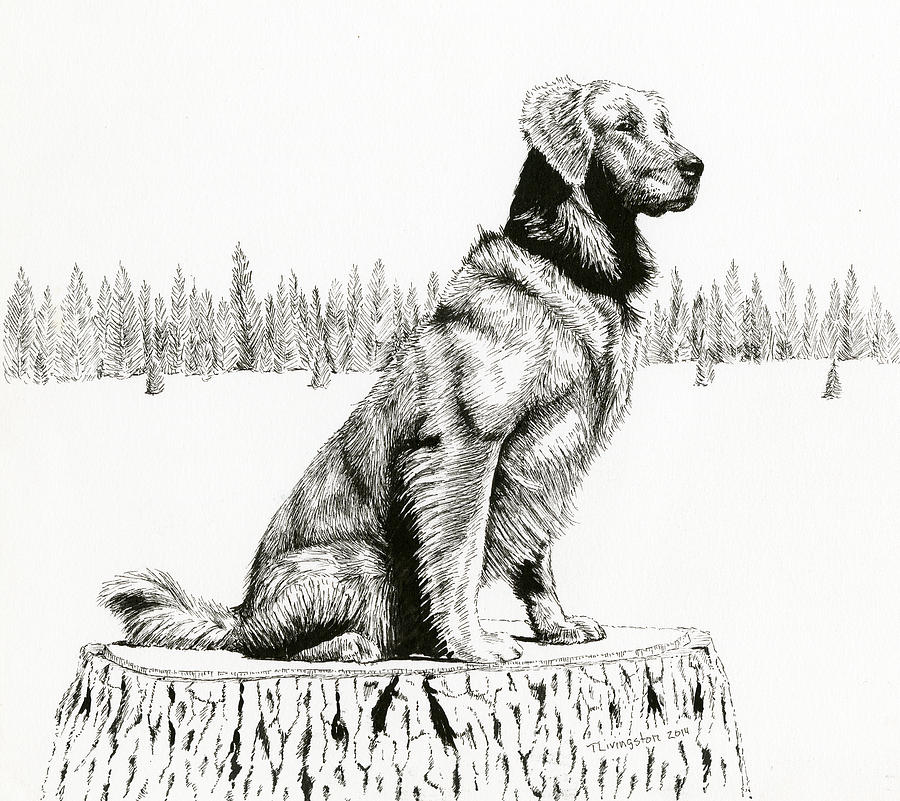 Woods Dog Drawing by Timothy Livingston