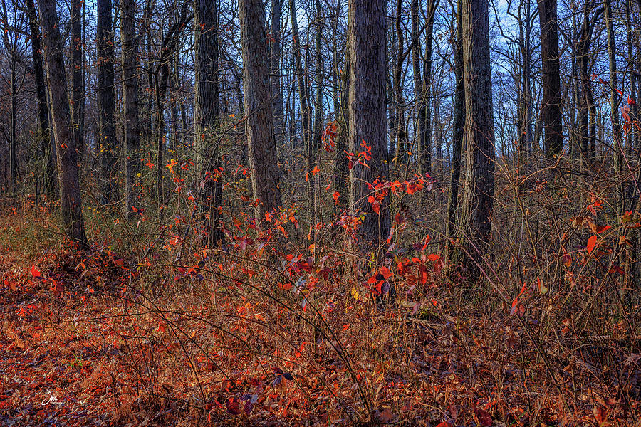 Nature Photograph - Woods Edge by Ron Jones