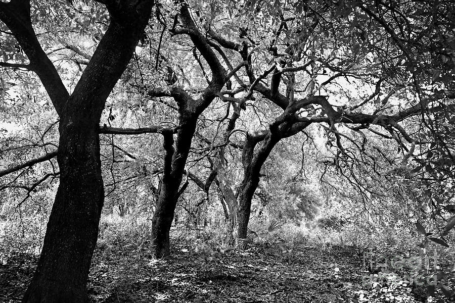 Woods Photograph by Felix Lai