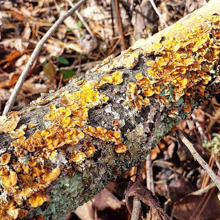 Nature Photograph - #woods #fungus #lichen #nature #n8ture by Kazan Durante