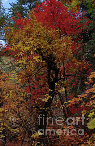 Woods in Oak Creek Canyon, Arizona by Frank Stallone Woods in Oak Creek Canyon, Arizona by Frank Stallone