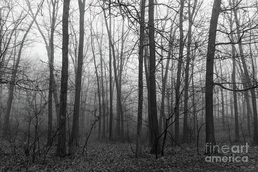 Woods In The Fog Grayscale Photograph by Jennifer White
