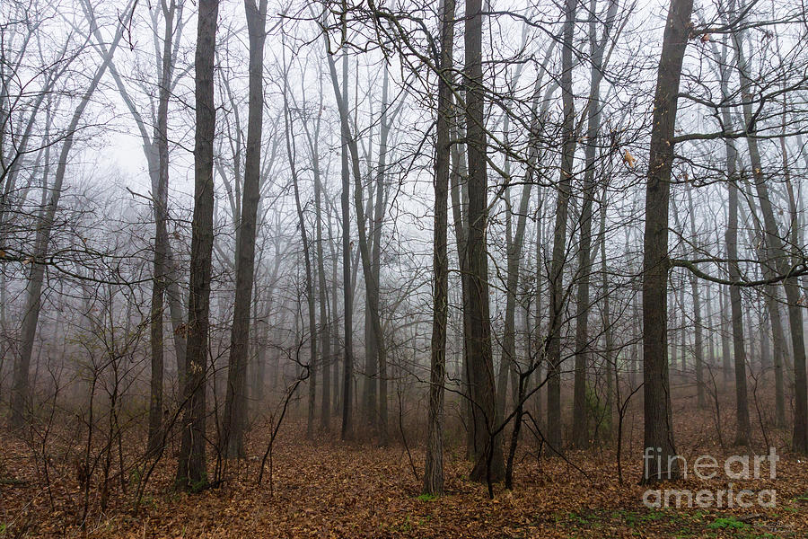 Woods In The Fog Photograph by Jennifer White