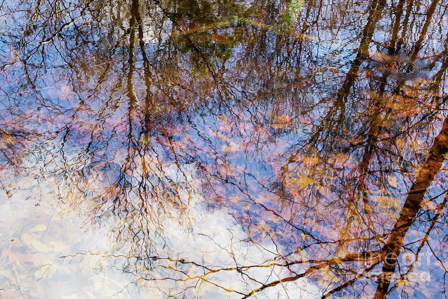 Woods In The Water Photograph