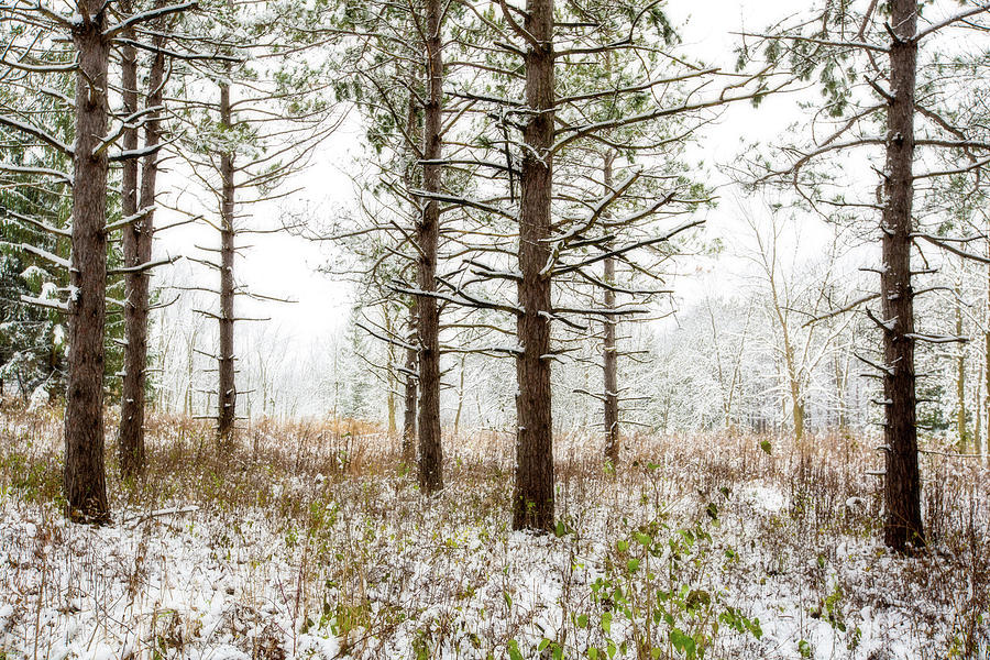 Woods in Winter 2 at Retzer Nature Center  Photograph by Jennifer Rondinelli Reilly - Fine Art Photography