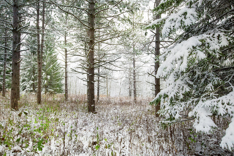 Woods in Winter at Retzer Nature Center  Photograph by Jennifer Rondinelli Reilly - Fine Art Photography