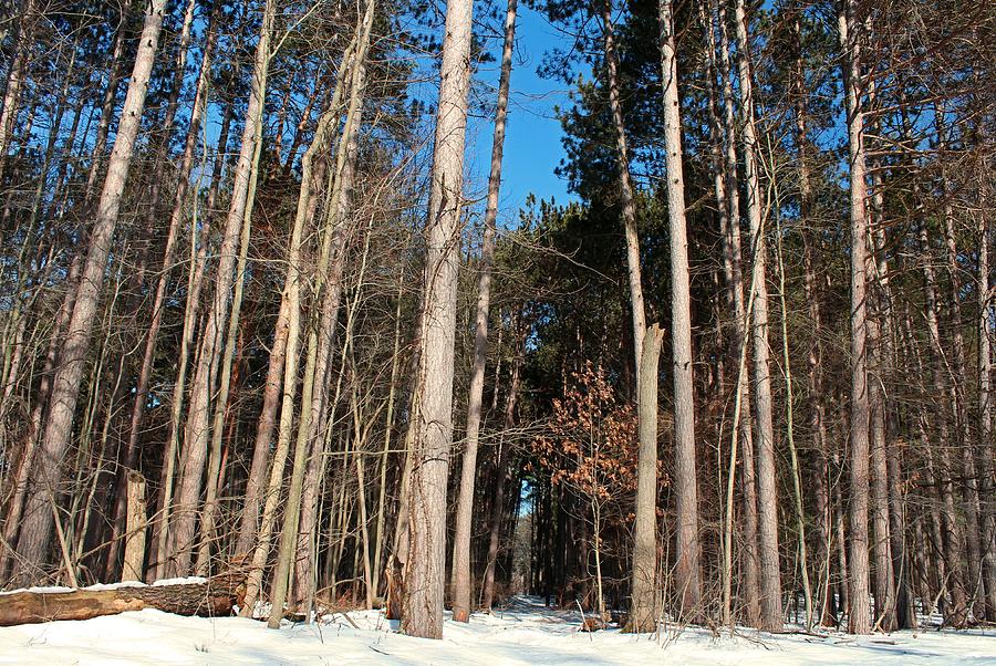 Woods in Winter Photograph by Michiale Schneider