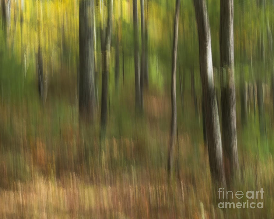 Woods Photograph by Lili Feinstein