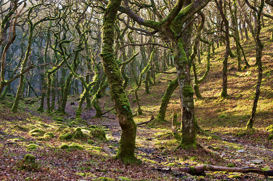 Tree Photograph - Woods near Badgeworthy Water Exmoor by Pete Hemington