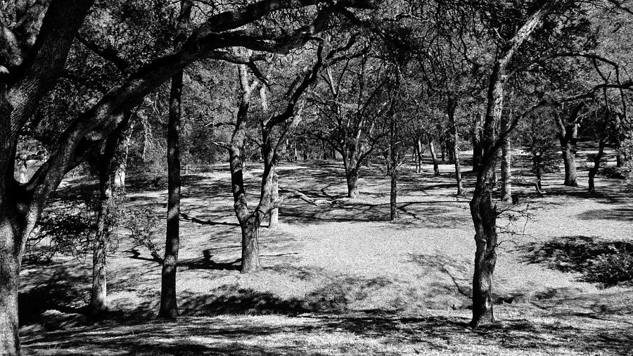 Woods of the Maidu Tribe Photograph by Peggy Leyva Conley