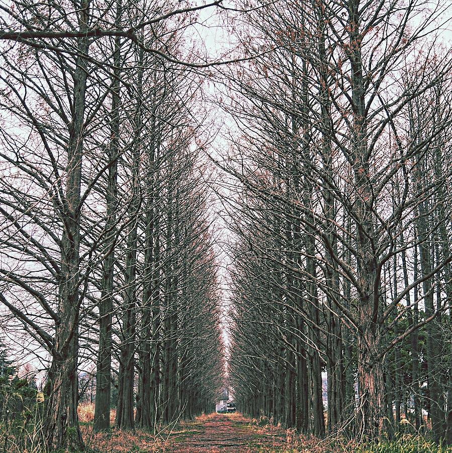 Winter Photograph - Woods Path by Koji Nakagawa