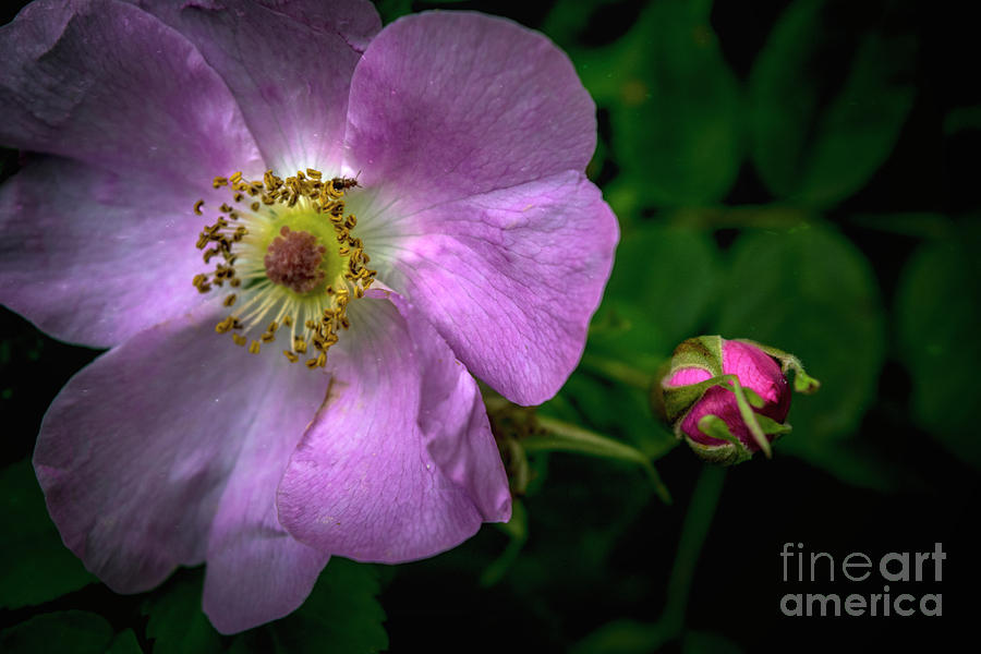 Nature Photograph - Woods Rose by Charity Hommel
