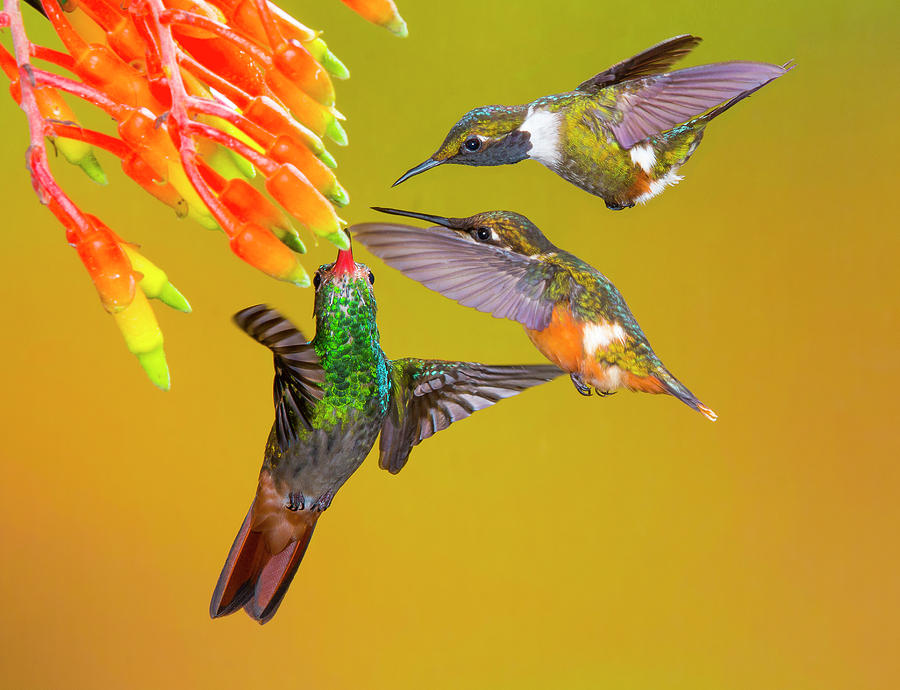 Woodstars and Rufous-tailed by Jim Frandeen Woodstars and Rufous-tailed by Jim Frandeen