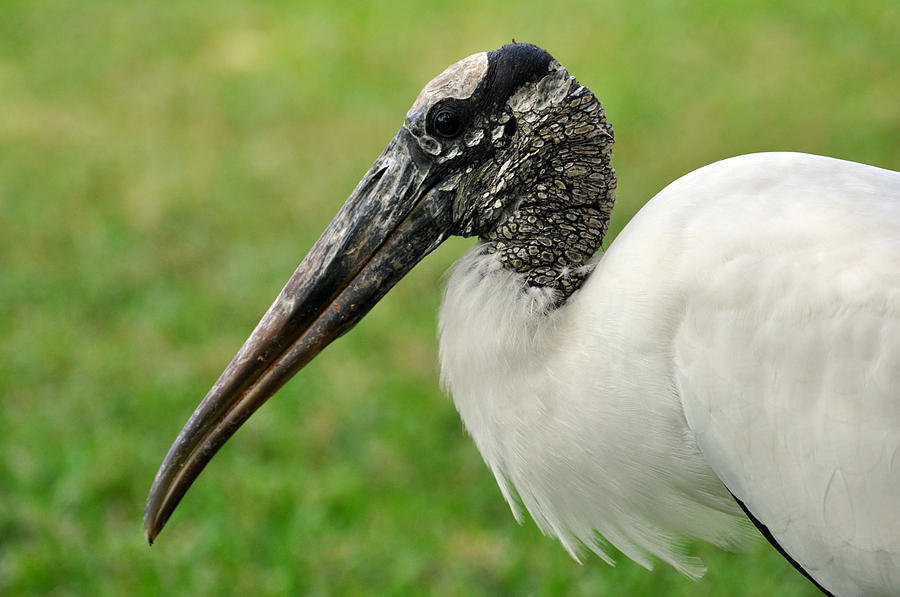 Woodstork Photograph by Rose  Hill