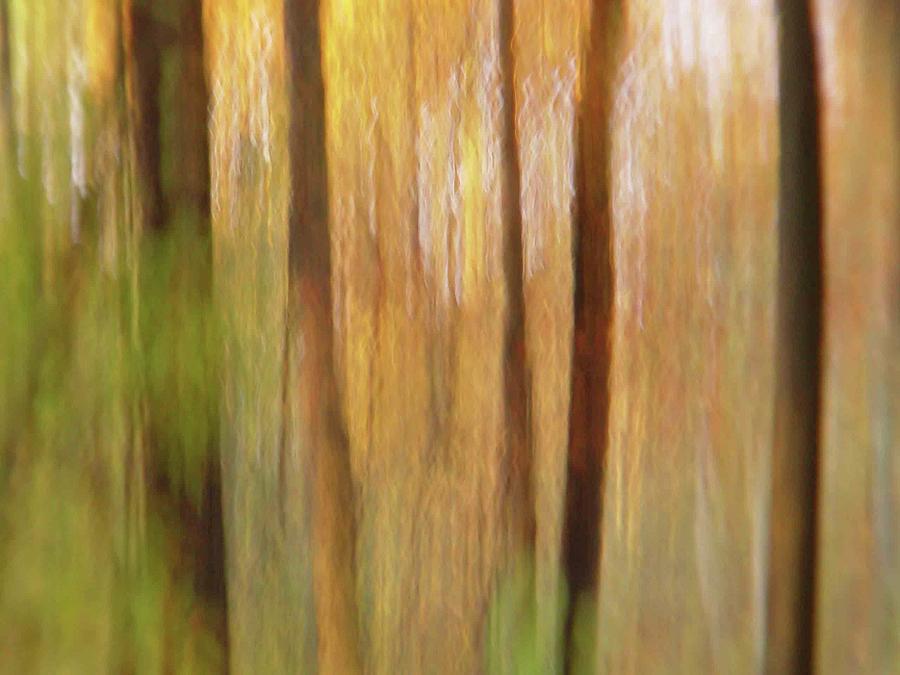 Woodsy by Bernhart Hochleitner Woodsy by Bernhart Hochleitner