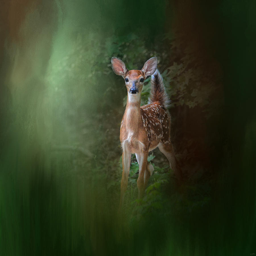 Woodsy Summer Fawn Photograph by Jai Johnson