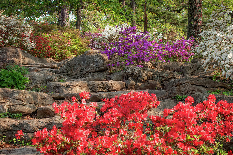 Woodward Park in Spring Bloom - Tulsa Oklahoma Photograph by Gregory Ballos