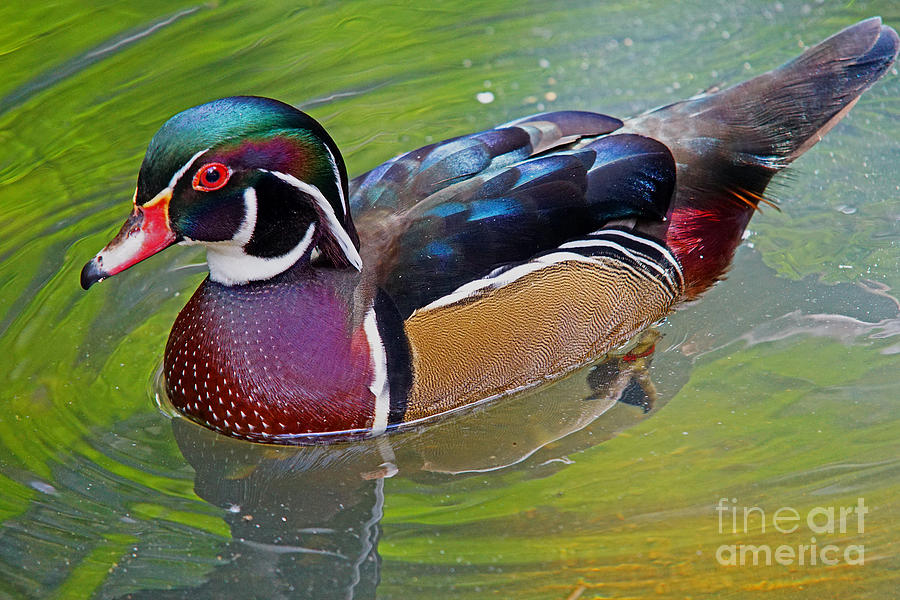 Sunny Wood Duck Photograph by Larry Nieland