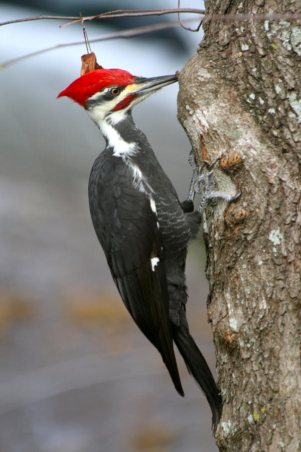 Woody Photograph by Shirley Sykes Bracken - Fine Art America