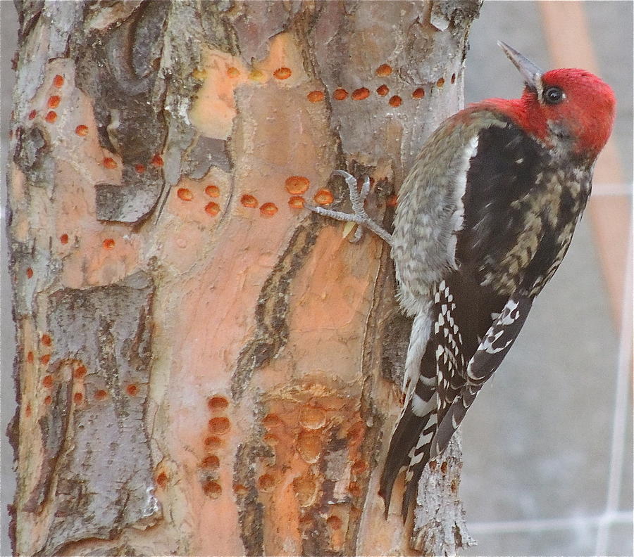 Bird Photograph - Woody the Woodpecker by Traci Hallstrom