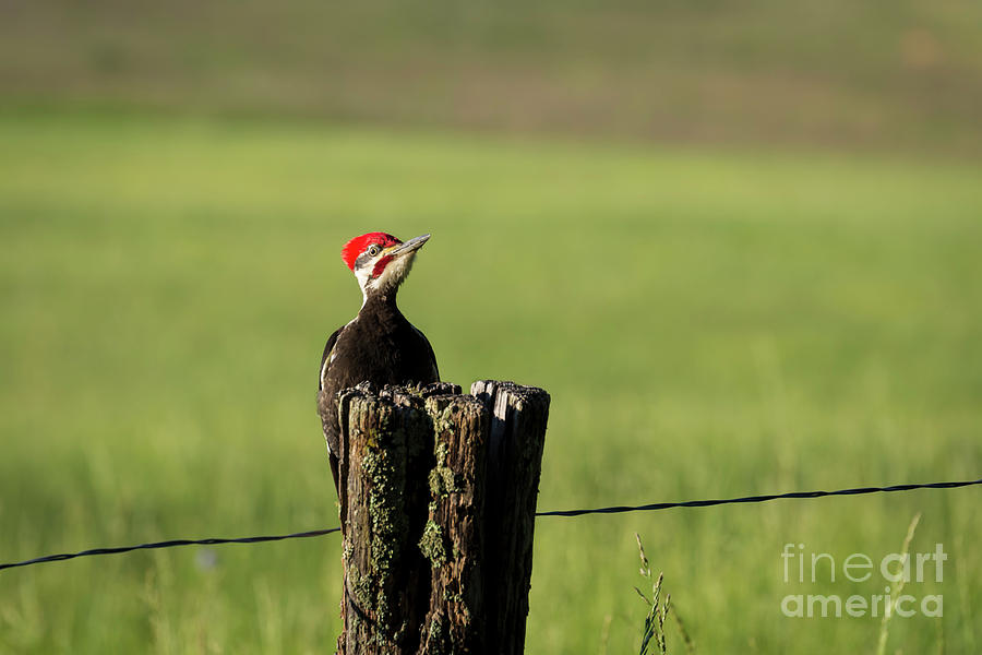 Woody Woodpecker Photograph by Andrea Silies