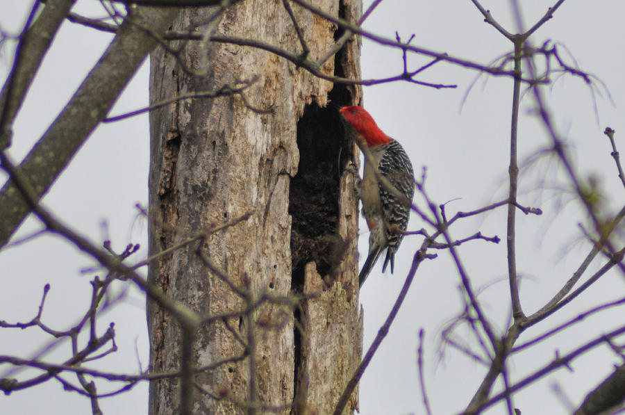 Woody Woodpecker Photograph by Bill Cannon