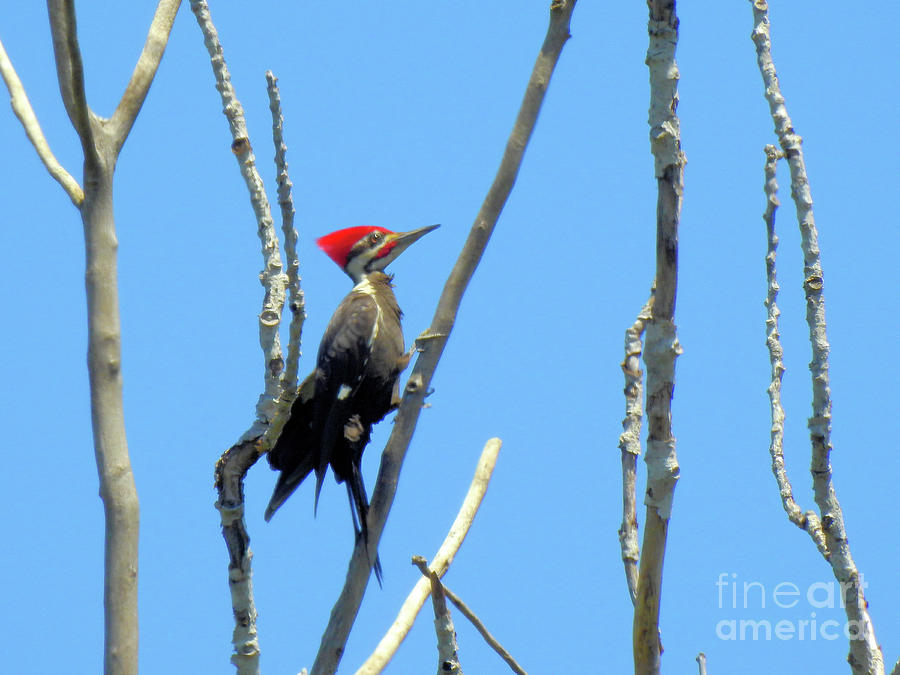 Woody Woodpecker Photograph by Scott Cameron