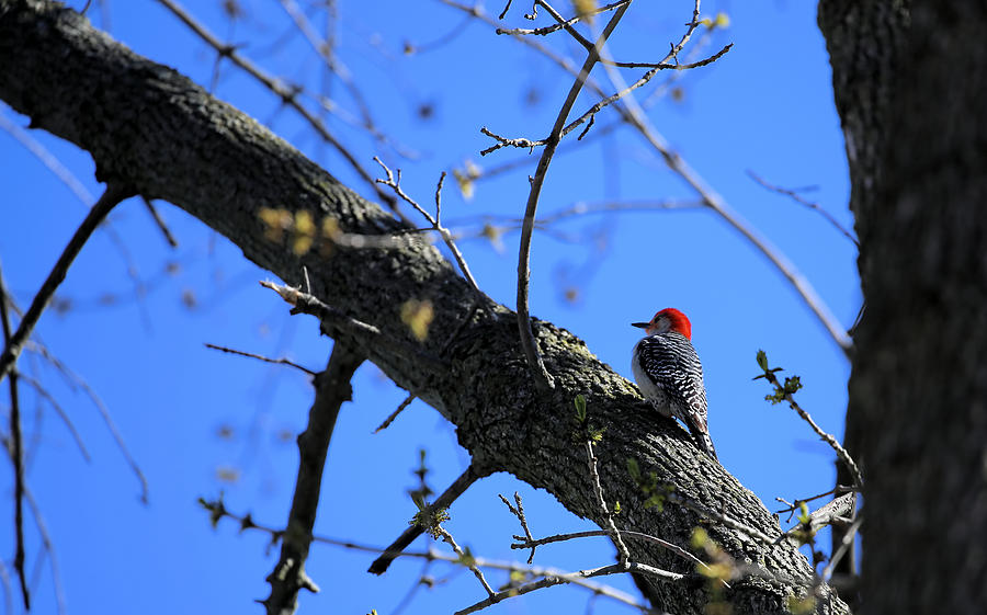 Woody Woodpecker Photograph by Theresa Campbell