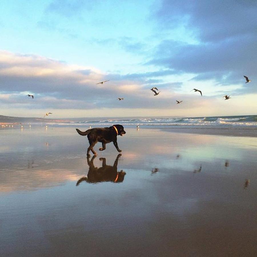 Beach Photograph - Woofing Around.
#lab #dog #beach by Visual Creative In Lisbon