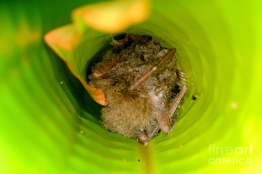 Woolly Bat Roosting In Ginger Leaf Photograph By Fletcher And Baylis