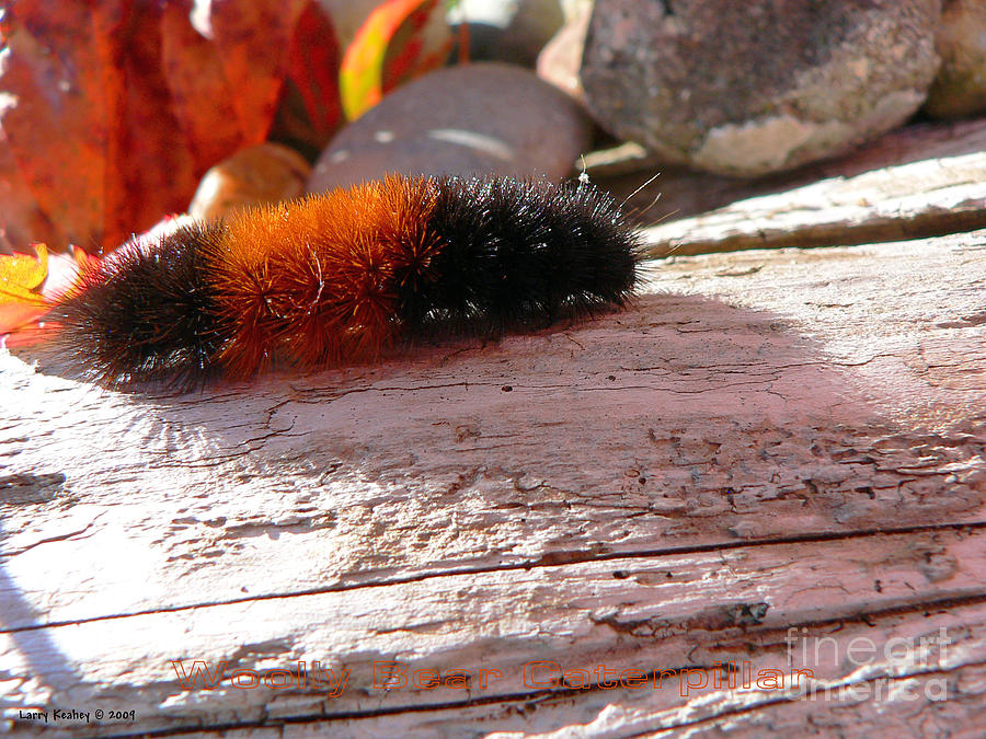 Woolly Bear Caterpillar Photograph by Larry Keahey
