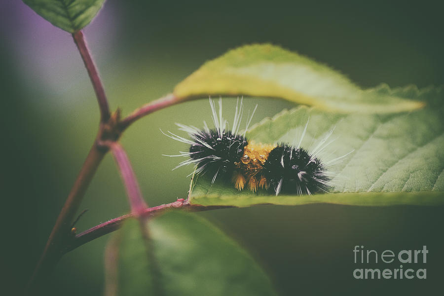 Nature Photograph - Woolly Bear by Charity Hommel