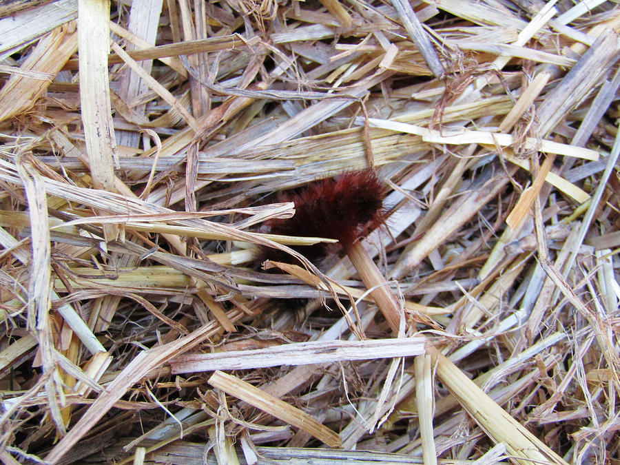 Woolly Bear in the Hay Photograph by Robert Knight