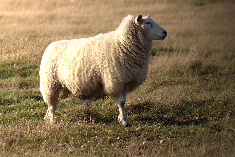 Sheep Photograph - Woolly coat by Sharon Lisa Clarke