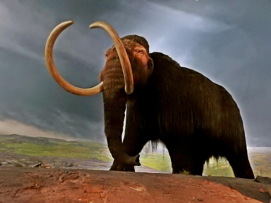 Woolly Mammoth Photograph - Woolly Mammoth by Brian Chase Woolly Mammoth Photograph - Woolly Mammoth by Brian Chase