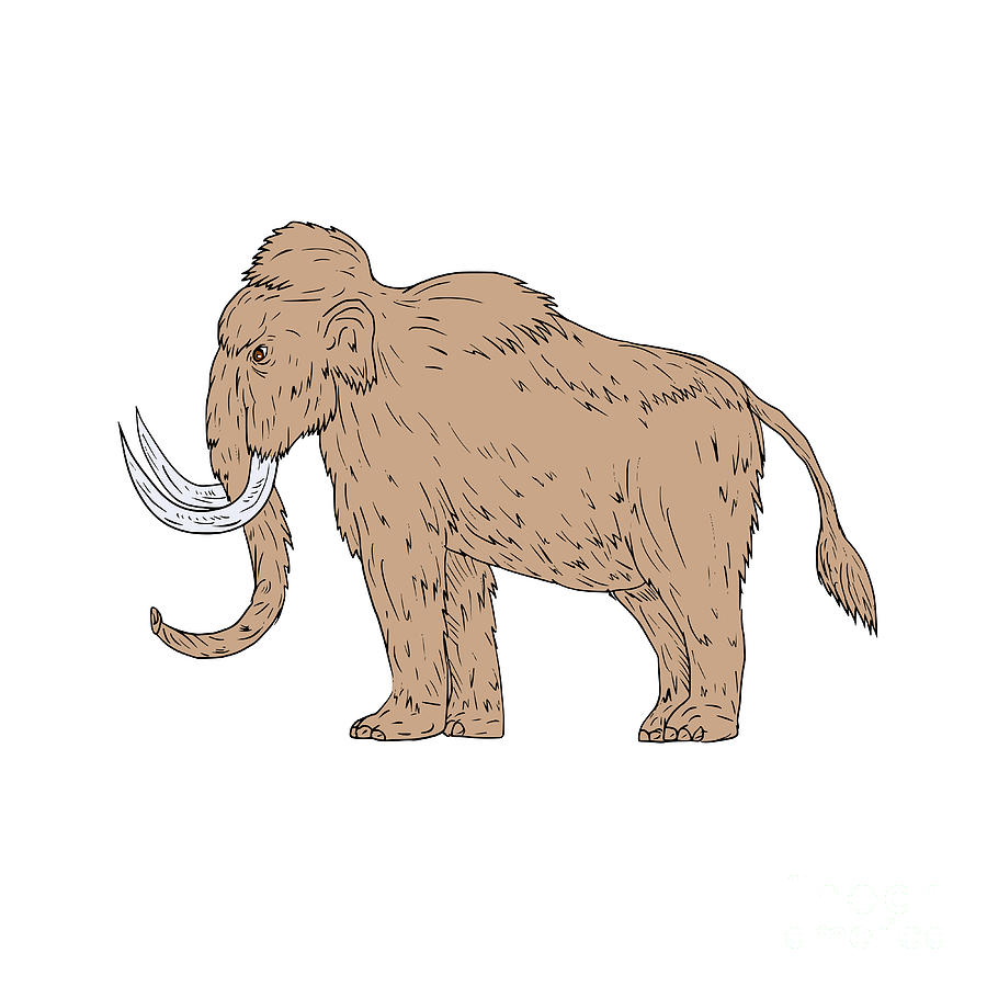 Woolly Mammoth Side Drawing Digital Art by Aloysius Patrimonio Pixels