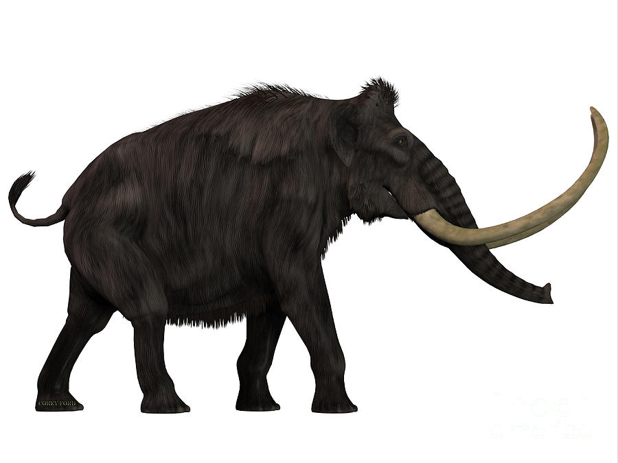 Woolly Mammoth Side Profile Painting by Corey Ford