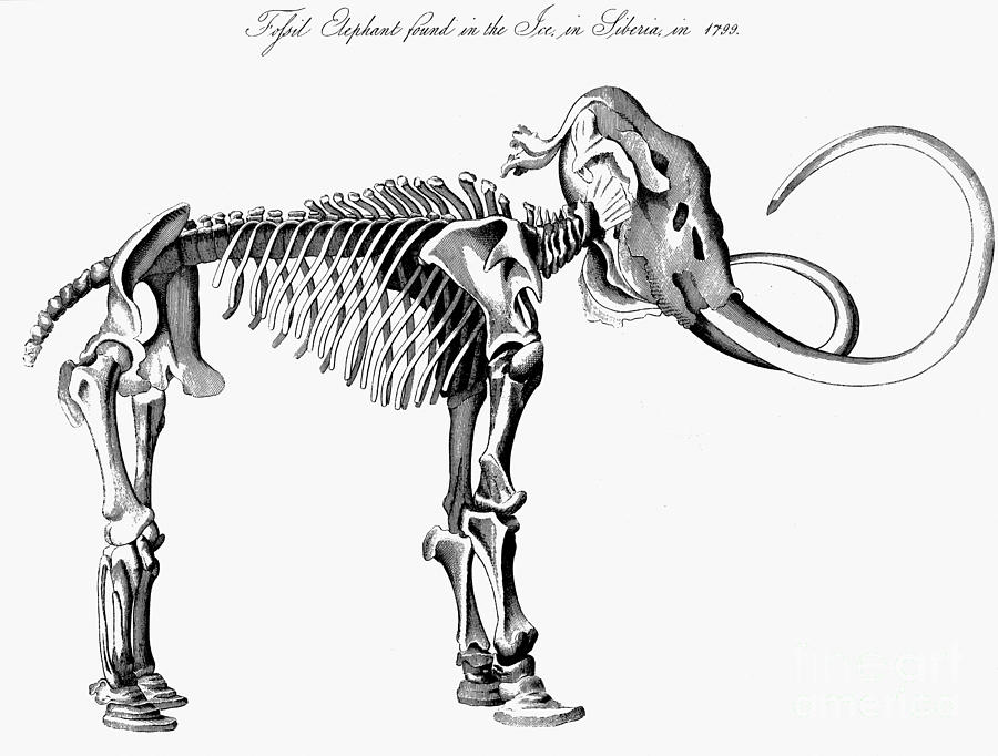 Prehistoric Drawing - Woolly Mammoth Skeleton by English School