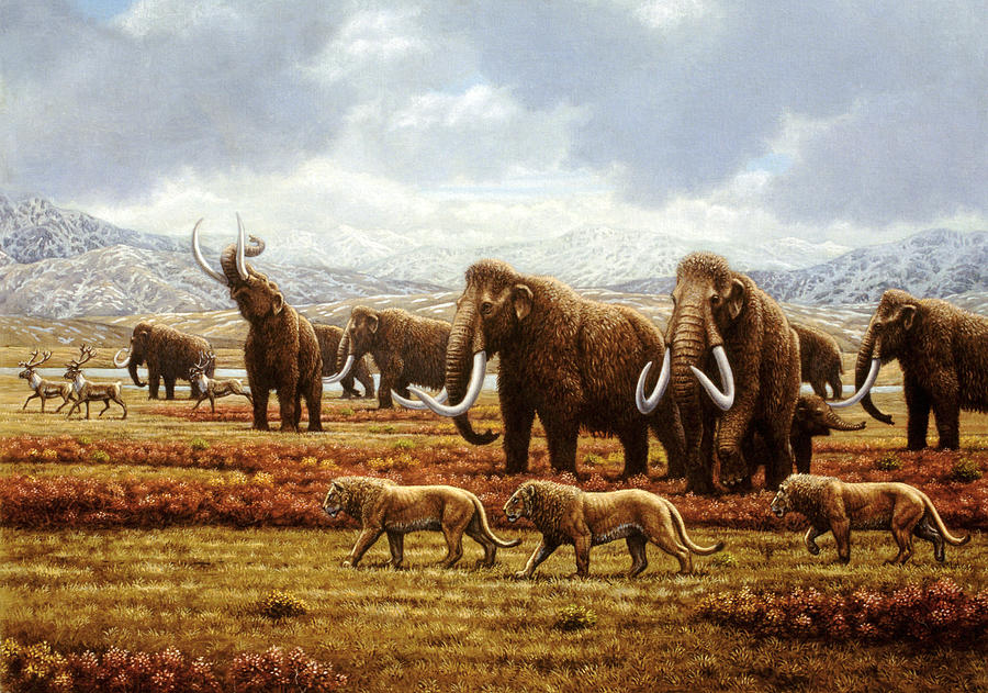 Prehistoric Photograph - Woolly Mammoths by Mauricio Anton
