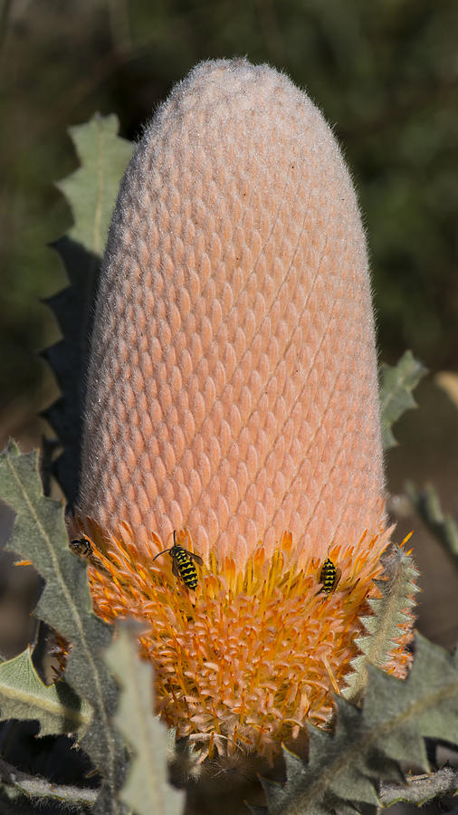 Woolly Orange Banksia in Bloom Photograph by Bruce Frye