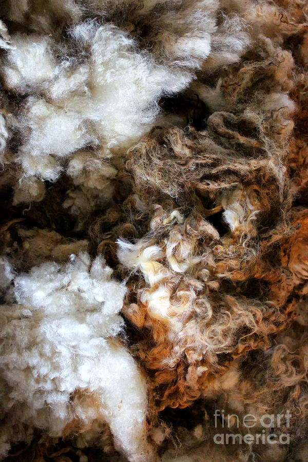 Woolshed Wool Photograph by Stefan H Unger