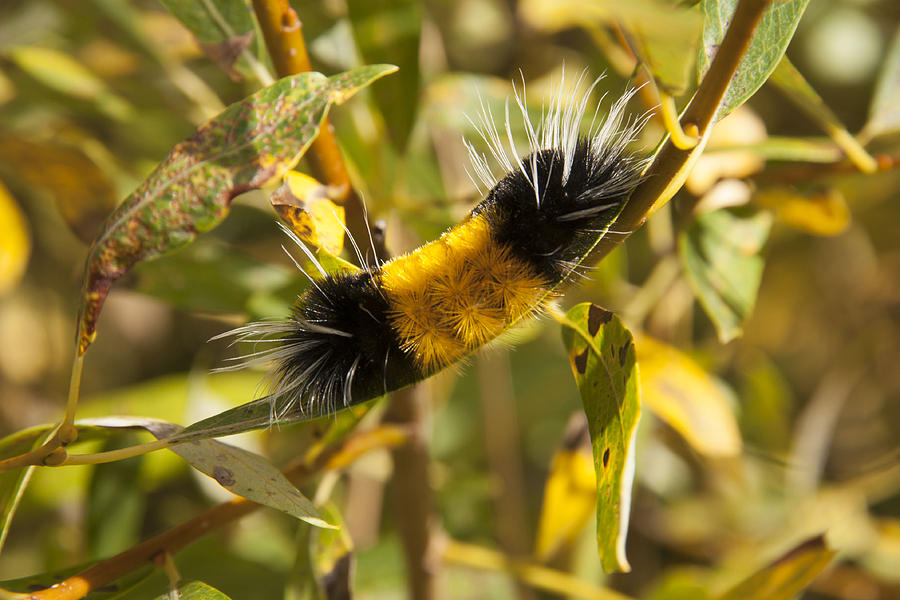 Wooly Bear Caterpillar Photograph by Kristina Lammers - Fine Art America