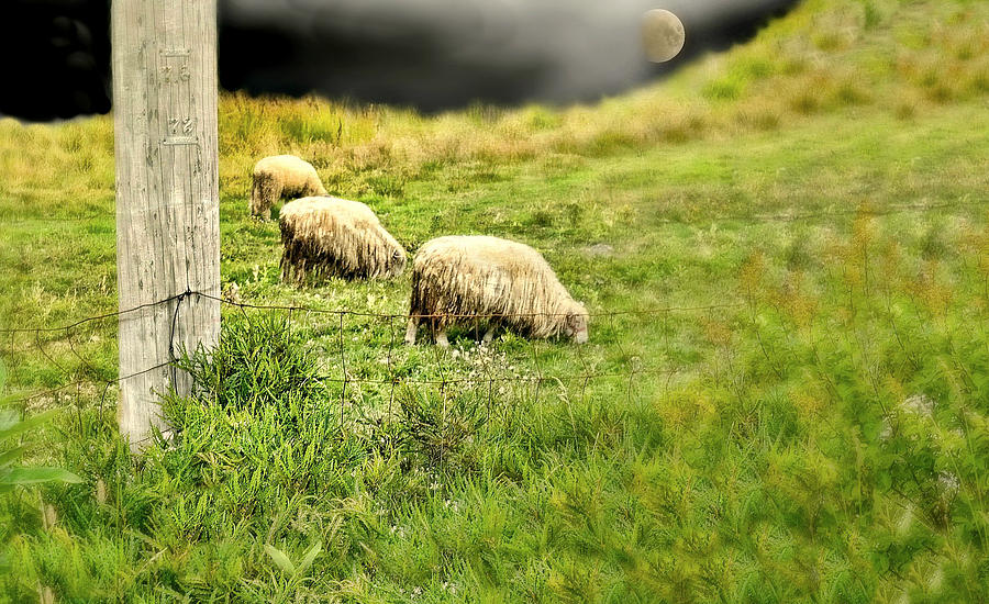 Wooly Photograph by Diana Angstadt