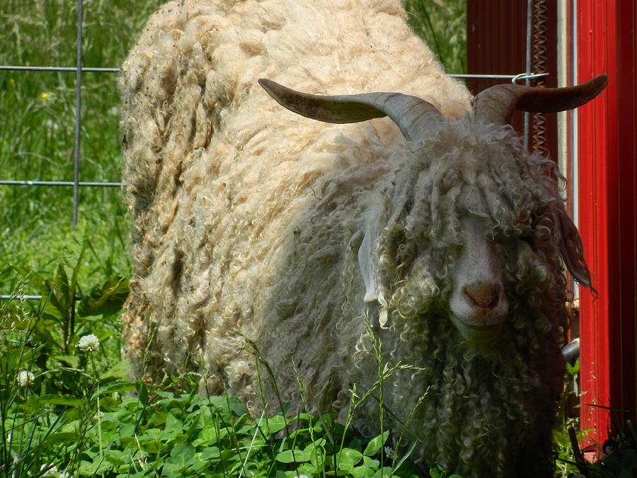 Wooly Goat - Mr. Shags Photograph by Arlane Crump - Fine Art America