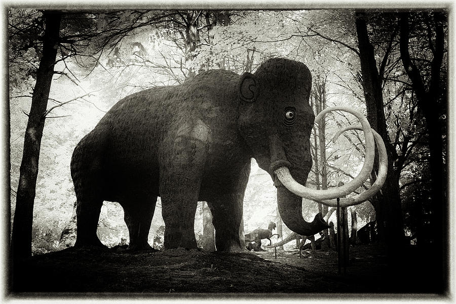 Wooly Mammoth Photograph by Cindy Archbell - Fine Art America