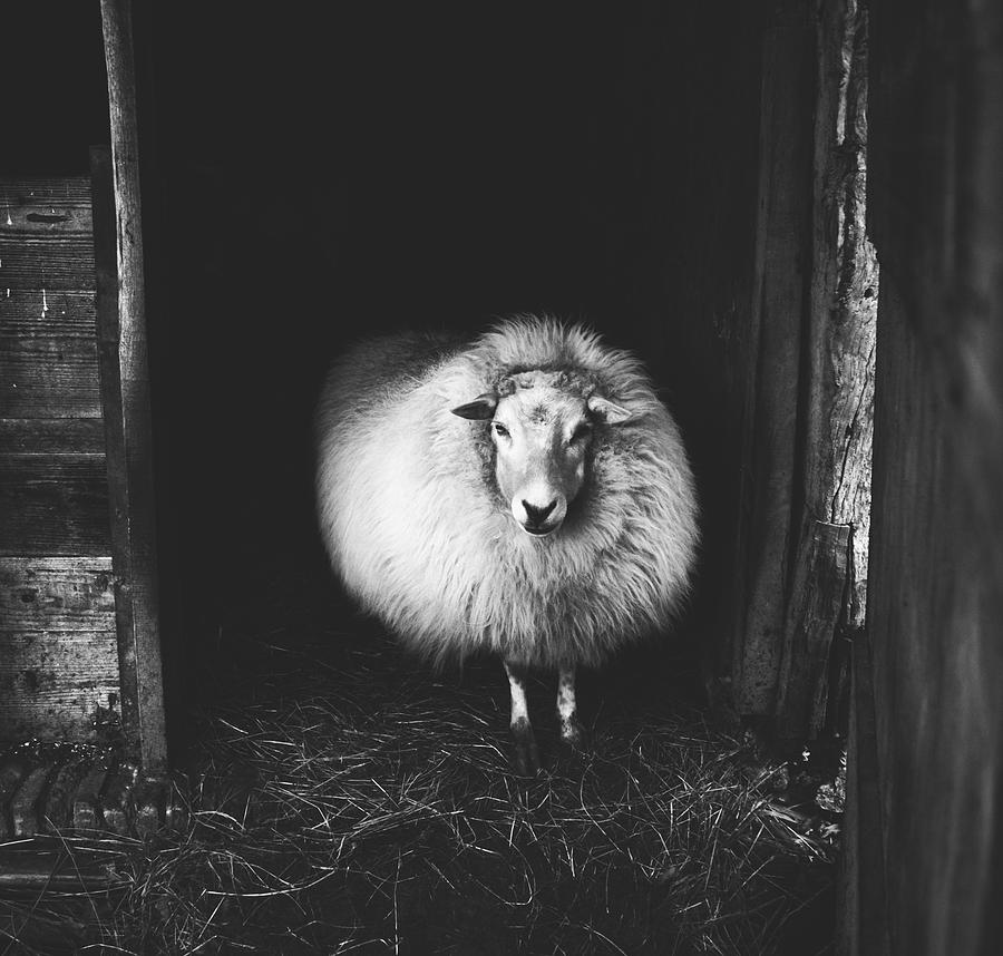 Wooly Sheep Photograph by Mountain Dreams