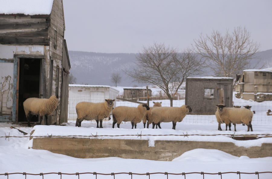 Wooly Town Photograph by Jeanette Oberholtzer